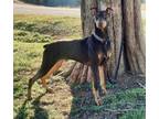 Adopt Ozzie a Doberman Pinscher