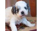 Cavapoo Puppy for sale in Corsica, SD, USA