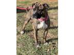Adopt CaryAnn a Pit Bull Terrier, Mixed Breed