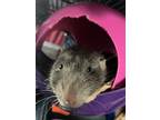 Adopt Skipper, Heinrich & Linguine a Rat