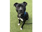Adopt Gus a Pit Bull Terrier, Mixed Breed