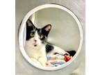 Adopt Will a Domestic Short Hair