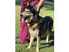 Adopt Storm a German Shepherd Dog, Husky