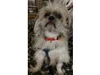 Adopt Travesio a Shih Tzu