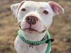 Adopt BISCUIT a Pit Bull Terrier, Mixed Breed