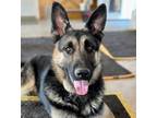 Adopt Rory a German Shepherd Dog