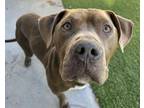 Adopt LINCOLN a American Staffordshire Terrier