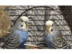 Adopt Luigi & Luisa a Parakeet (Other)