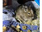 Adopt Degus! a Degu