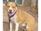 Adopt JERRY a Labrador Retriever, Pit Bull Terrier