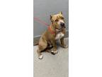 Adopt JOHNNY a Pit Bull Terrier