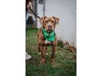 Adopt Kane a Pit Bull Terrier