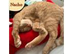 Adopt Nacho- a purring FELV sweetheart a Domestic Short Hair