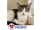 Adopt Hugo a Domestic Short Hair