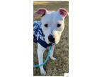 Adopt Dakota Rodeo a Pit Bull Terrier, Mixed Breed