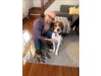 Adopt Dudley a Treeing Walker Coonhound, American Foxhound
