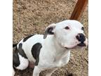 Adopt Dasher a Pit Bull Terrier