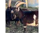 Adopt Philly a Goat