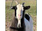 Adopt Jackie a Goat