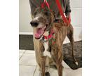 Adopt WW Tiger Rush - Pending a Greyhound