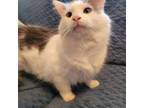 Adopt Duffy a Domestic Short Hair