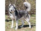 Adopt Ranger Rick a Siberian Husky