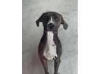 Adopt Odin a Mountain Cur, Mixed Breed