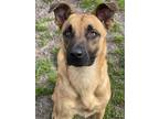 Adopt BARRY a Black Mouth Cur, Mixed Breed