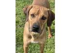 Adopt BOGGET a Black Mouth Cur, Mixed Breed