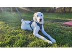 Adopt Dale SAT a Great Pyrenees, Rhodesian Ridgeback