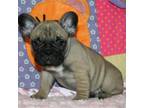 French Bulldog Puppy for sale in Staten Island, NY, USA