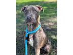 Adopt Andy a American Staffordshire Terrier, Mixed Breed