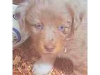 Miniature Australian Shepherd Puppy for sale in Chickamauga, GA, USA