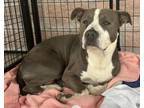 Adopt BRUCE a American Staffordshire Terrier