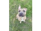 Adopt Peanutbutter-Pupper a Pit Bull Terrier, Mixed Breed
