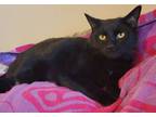 Adopt Magic a Domestic Short Hair