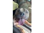 Adopt Dozer in Emporia VA a Pit Bull Terrier