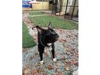 Adopt Lucas in Emporia VA a Pit Bull Terrier