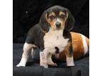 Adopt Joseph a Beagle, Treeing Walker Coonhound