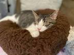 Adopt Patrick a Domestic Short Hair