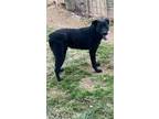 Adopt Cole a Labrador Retriever