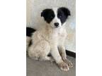 Adopt Rocket Racoon a Border Collie