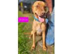 Adopt Bowie a Labrador Retriever