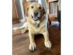 Adopt Maximus a Labrador Retriever