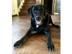 Adopt Mason a Labrador Retriever