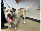 Adopt Sparky a Australian Cattle Dog / Blue Heeler, American Staffordshire