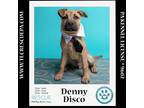 Adopt Denny Disco (The Dance pups) 010624 a Boxer, Labrador Retriever