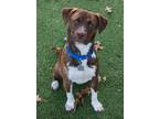 Adopt Bruin a Pit Bull Terrier