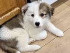Adopt Comet a Border Collie, Great Pyrenees