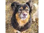 Adopt Bodhi a Australian Shepherd